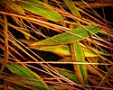 Texture and Color in the Marsh