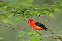 Scarlet Tanager\n\nHonorable Mention - Animals & Insects
