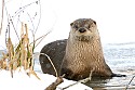 Otter on Ice\n\n2nd Place - Novice