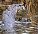 Otter\n\nAnimals & Insects