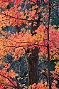 Maple in Fall\n\nLandscape